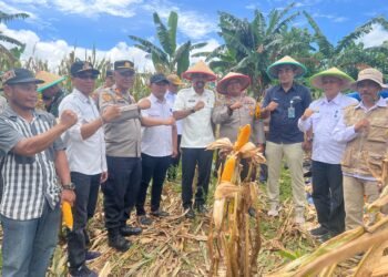 Bukti Keseriusan dalam Mewujudkan Ketahanan Pangan Plh. Sekda dan Kapolres Barru Hadiri Panen Raya Jagung di Desa Corawali Tanete Rilau