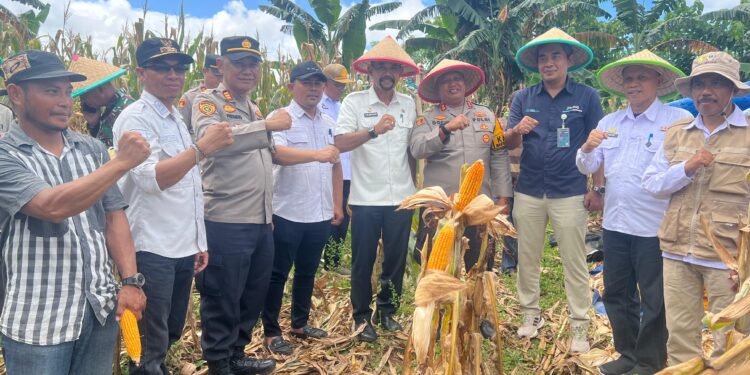 Bukti Keseriusan dalam Mewujudkan Ketahanan Pangan Plh. Sekda dan Kapolres Barru Hadiri Panen Raya Jagung di Desa Corawali Tanete Rilau