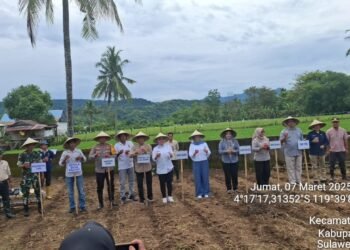 Bupati Barru Andi Ina Kartikasari, SH., M. Si., Bersama Kelompok Tani Makkawarue Tanam Jagung dan Dorong Peningkatan Pangan Lokal