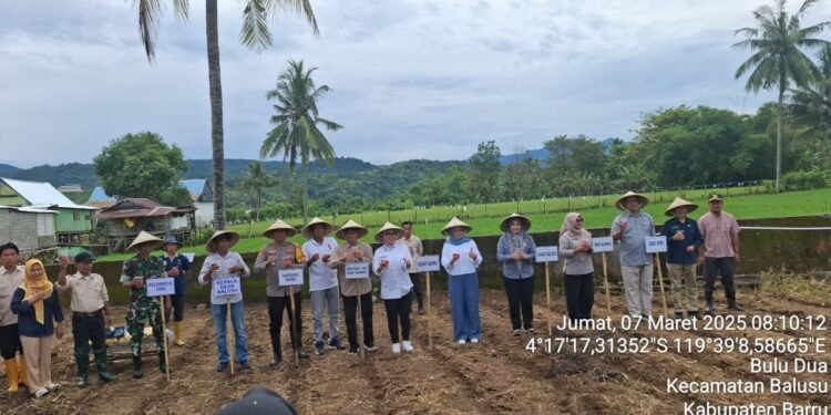 Bupati Barru Andi Ina Kartikasari, SH., M. Si., Bersama Kelompok Tani Makkawarue Tanam Jagung dan Dorong Peningkatan Pangan Lokal