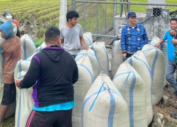 Perum Bulog Hari Ini, Gabah Petani Yang Siap Di Jemput, Dinas Pertanian Mendampingi