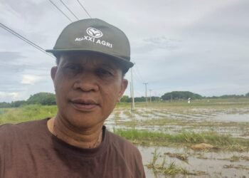Tim Kerja Bulog Sudah Melakukan Pembelian Gabah Petani di Barru Sesuai Standar Yang Ditetapkan Pemerintah