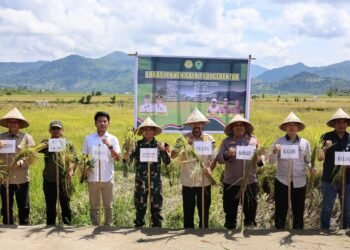 Kapolres Barru AKBP Dodik Susianto, S.I.K.,  Melakukan Panen Raya Padi Serentak di Desa Manuba Kecamatan Mallusetasi