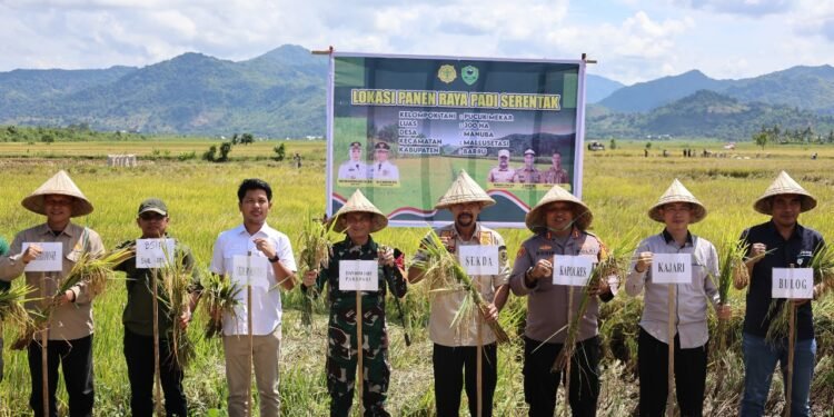 Kapolres Barru AKBP Dodik Susianto, S.I.K.,  Melakukan Panen Raya Padi Serentak di Desa Manuba Kecamatan Mallusetasi