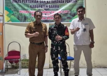 Kadis Pertanian Bersama Pimpinan Cabang Bulog Serta Dandim, Adakan Pertemuan di Posko Lahan Tambah Tanam ( LTT )