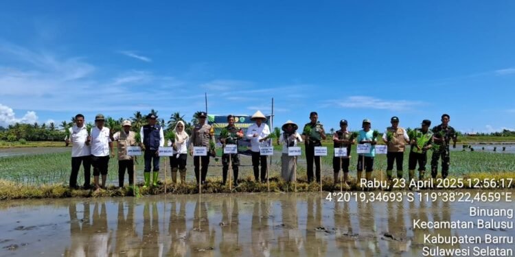 Kepala Dinas Pertanian Kabupaten Barru, Ir. Ahmad  Ikut Dalam Kegiatan Tanam Padi Serentak