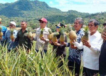 Bupati dan Wabup Barru Panen Nanas di Desa Jangan Jangan Kecamatan Pujanating