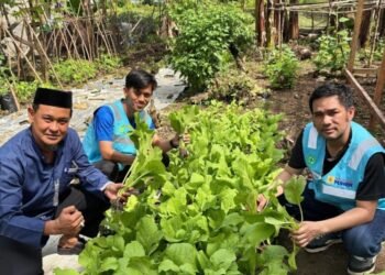 Kades Lampoko dan Manajemen CSR PT PLN Indonesia Power UPB Barru Panen Sayur Bersama, Wujud Nyata Pemberdayaan Lingkungan