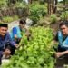 Kades Lampoko dan Manajemen CSR PT PLN Indonesia Power UPB Barru Panen Sayur Bersama, Wujud Nyata Pemberdayaan Lingkungan