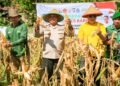 Wakil Bupati Barru Bersama Kapolres Barru Panen Raya Jagung Di Desa Siawung