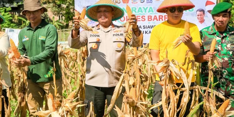 Wakil Bupati Barru Bersama Kapolres Barru Panen Raya Jagung Di Desa Siawung