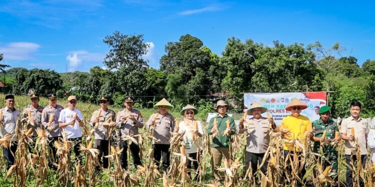 Wakil Bupati Barru Bersama Kapolres Barru Panen Raya Jagung Di Desa Siawung