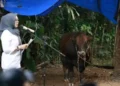 Bupati Barru Terima Sapi Kurban dari Presiden Prabowo Subianto Untuk Masyarakat Dusun Jempulu Desa Pujananting