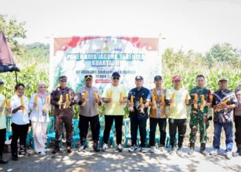 Wakil Bupati Barru Pimpin Panen Raya Jagung Serentak Kwartal II, Dukung Program Swasembada Pangan 2025