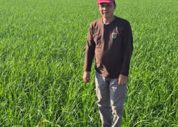 Dukung Swasembada Pangan 2025, Petani Barru Tanam Padi dari Bantuan Benih Pemerintah