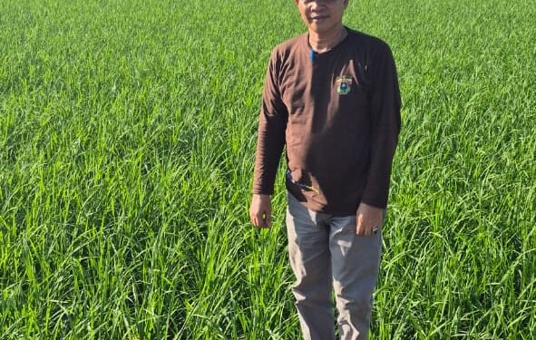 Dukung Swasembada Pangan 2025, Petani Barru Tanam Padi dari Bantuan Benih Pemerintah