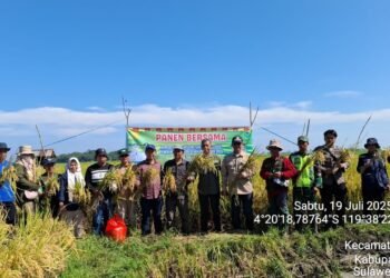 Kadis Pertanian Kabupaten Barru, Dihadiri Kadis Pertanian TPHBUN Sul-Sel Panen Padi Bersama Musim Tanam  (MT) 2025