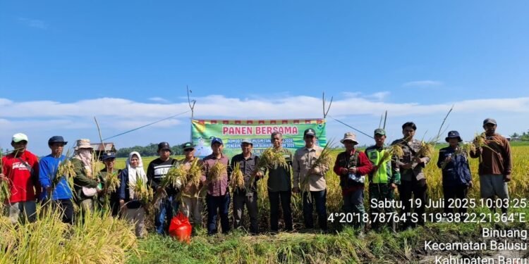 Kadis Pertanian Kabupaten Barru, Dihadiri Kadis Pertanian TPHBUN Sul-Sel Panen Padi Bersama Musim Tanam  (MT) 2025