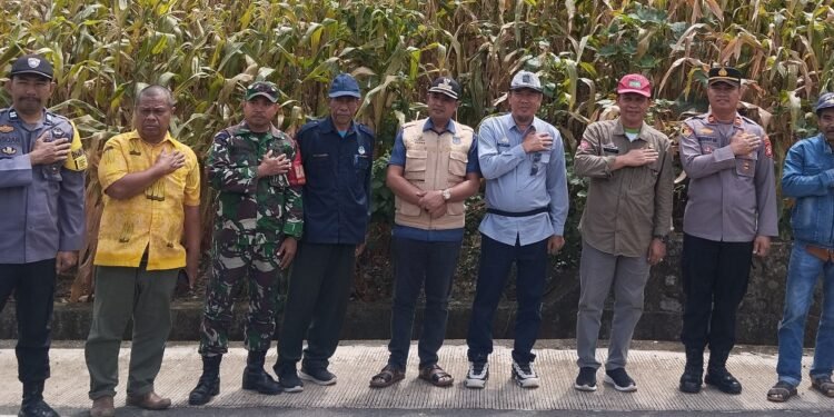 Kadis Pertanian Barru Bersama Camat, Polsek, Tinjau Lokasi Persiapan Panen Jagung di Bukit Harapan Tanete Riaja