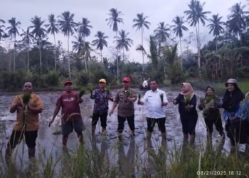 Kadis Pertanian Barru Harap Pertanaman Benih Varietas Super Genjah Dengan Mengikuti Petunjuk Tehnis Dari Dinas Pertanian dan Penyuluh.