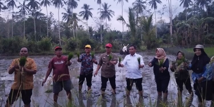 Kadis Pertanian Barru Harap Pertanaman Benih Varietas Super Genjah Dengan Mengikuti Petunjuk Tehnis Dari Dinas Pertanian dan Penyuluh.