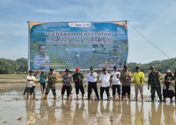 Gerakan Percepatan Luas Tambah Tanam (LTT) Musim Tanam III Tahun 2025 di Kabupaten Barru, Target 2.100 Ha Terealisasi Sudah 580 Ha