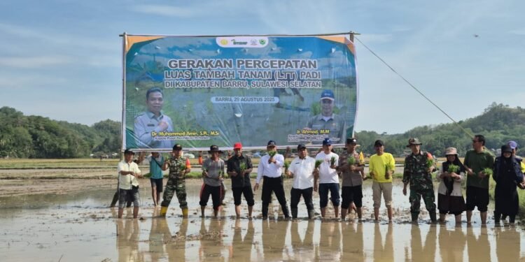 Gerakan Percepatan Luas Tambah Tanam (LTT) Musim Tanam III Tahun 2025 di Kabupaten Barru, Target 2.100 Ha Terealisasi Sudah 580 Ha