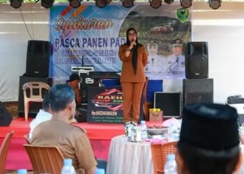 Ungkapan Syukur Pasca Panen di Desa Gattareng, Bupati Barru: Hasil Panen Melimpah