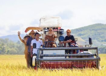 Bupati Barru Andi Ina Kartika Sari, SH., M.Si., Panen Bersama Padi Musim Tanam (MT) 2025 Varietas Inpari 32