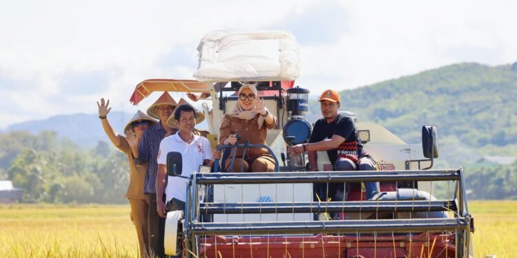 Bupati Barru Andi Ina Kartika Sari, SH., M.Si., Panen Bersama Padi Musim Tanam (MT) 2025 Varietas Inpari 32