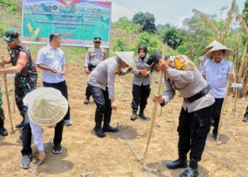 Kapolres Barru AKBP Bersama Forkopimda Kabupaten Barru Mengikuti Kegiatan Penanaman Jagung Serentak Kuartal IV Tahun 2025