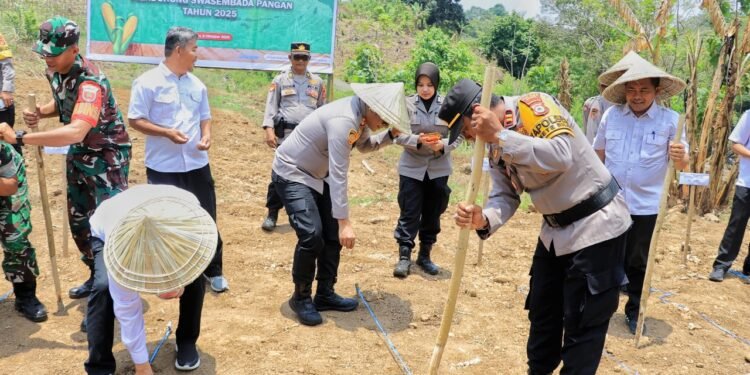Kapolres Barru AKBP Bersama Forkopimda Kabupaten Barru Mengikuti Kegiatan Penanaman Jagung Serentak Kuartal IV Tahun 2025