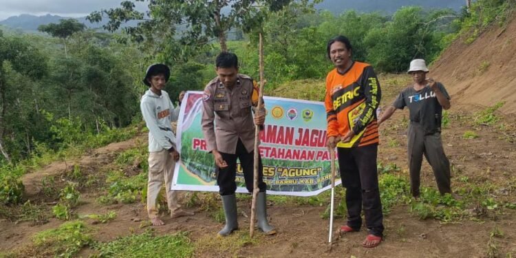 Kades Galung Bersama Bhabinkamtibmas Tanam Jagung, Dukung Program Ketahanan Pangan