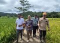 Direktur Pendidikan Kementan RI Didampingi Oleh Kadis Pertanian Barru Melakukan Panen Bersama Padi MT III di Desa Manuba Barru