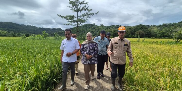 Direktur Pendidikan Kementan RI Didampingi Oleh Kadis Pertanian Barru Melakukan Panen Bersama Padi MT III di Desa Manuba Barru