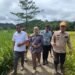 Direktur Pendidikan Kementan RI Didampingi Oleh Kadis Pertanian Barru Melakukan Panen Bersama Padi MT III di Desa Manuba Barru