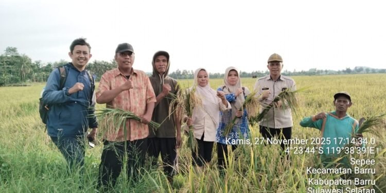 Kadis Pertanian Barru Melakukan Panen Padi Varietas Super Genjah Cakrabuana Pada Musim Tanam III di Lahan Seluas 35 Hektare