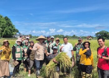 Kapusdiklat Kementan RI Didampingi Kadis Pertanian Barru Lakukan Panen Padi IP 300 MT 3 dan Tanam Bersama MT Reguler Rendangan 2025/2026