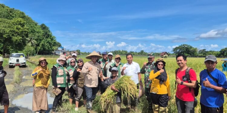Kapusdiklat Kementan RI Didampingi Kadis Pertanian Barru Lakukan Panen Padi IP 300 MT 3 dan Tanam Bersama MT Reguler Rendangan 2025/2026