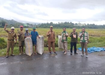 Panen Raya Bersama di Barru: Dinas Pertanian Umumkan Swasembada Pangan sebagai Wujud Kedaulatan Pangan Nasional