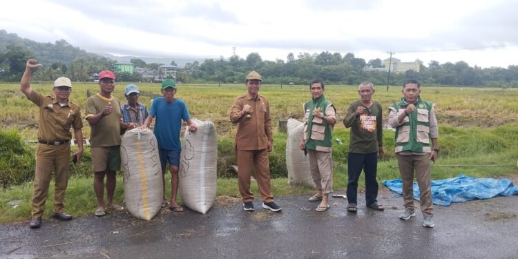 Panen Raya Bersama di Barru: Dinas Pertanian Umumkan Swasembada Pangan sebagai Wujud Kedaulatan Pangan Nasional