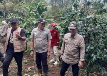 Wakil Bupati Barru, Didampingi Kadis Pertanian Monitoring Pertanaman Bibit Kopi Bantuan APBN dan APBD Tahun 2025