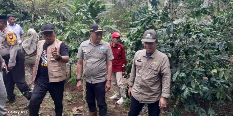 Wakil Bupati Barru, Didampingi Kadis Pertanian Monitoring Pertanaman Bibit Kopi Bantuan APBN dan APBD Tahun 2025