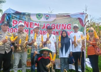 Panen Jagung Kelompok Tani Suka Damai di Hadiri Bhabinkamtibmas Polres Barru Aiptu Effendy