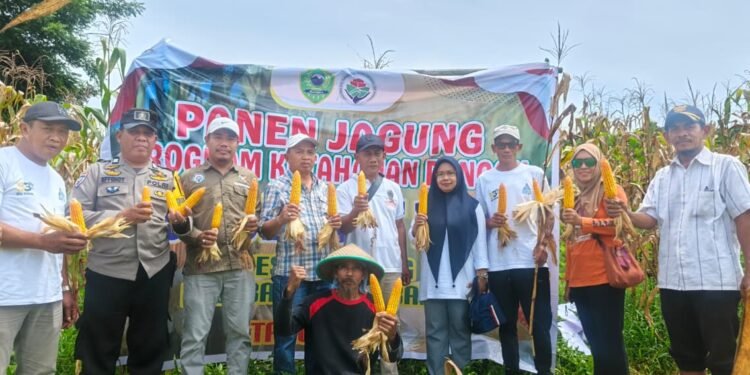 Panen Jagung Kelompok Tani Suka Damai di Hadiri Bhabinkamtibmas Polres Barru Aiptu Effendy