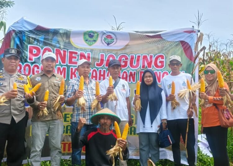Panen Jagung Kelompok Tani Suka Damai di Hadiri Bhabinkamtibmas Polres Barru Aiptu Effendy