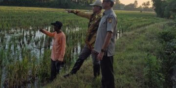 Gerakan Hambur Benih Serentak di Barru, Antisipasi El Nino dan Percepat Luas Tambah Tanam