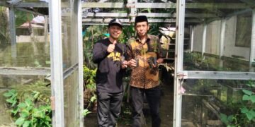 Kadis Tenaga Kerja dan Kadis Pangan Barru Tanam Cabai di Taman Kantor Bupati