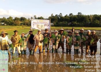 Dinas Pangan TPHBUN Barru Gelar Gerakan Tanam Bersama di Desa Pancana