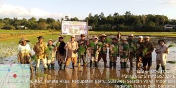 Dinas Pangan TPHBUN Barru Gelar Gerakan Tanam Bersama di Desa Pancana